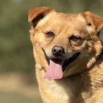 Imię: Franek Chip: 616093902281826 Płeć : Samiec Wiek: styczeń 2021 Wielkość: mały Dzieci: w wieku szkolnym Kastracja/sterylizacja: tak Inne Psy: akceptuje inne psy Charakter: Franek to psiak który ni