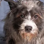 Pies do adopcji, Gdańsk, 15 kwietnia 2025