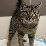 kot, mix bury, ok. 2 lata, brak chipa Miejsce znalezienia: ul. Wiśniowa Znaleziono dnia: 2025-04-15