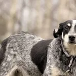 Imię: Dropek Chip: 616093902546206 Płeć : Samiec Wiek: styczeń 2020 Wielkość: średni Dzieci: w wieku szkolnym Kastracja/sterylizacja: tak Inne Psy: akceptuje inne psy Charakter: Dropek to nieśmiały ps