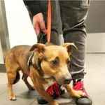 Pies odnaleziony w dniu 15.04. 2025 r. przy ul. Nakielskiej.