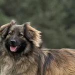 Imię: Michaś Chip: 61609390282753 Płeć : Samiec Wiek: styczeń 2020 Wielkość: średni Dzieci: w wieku szkolnym Kastracja/sterylizacja: tak Inne Psy: akceptuje inne psy Charakter: Michaś to bardzo sympat