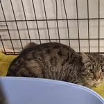 Znaleziono kota, Sosnowiec, 15 kwietnia 2025