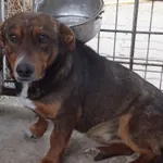 Komiks to pies przywieziony w dniu 08.04.2025r, niewysoki, ostrożny do obcych osób, nieagresywny