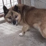 Krzywek to pies przywieziony w dniu 05.04.2025r z terenu gm. Ryki, ostrożny do obcych, starszy