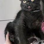 Kot do adopcji, Chełmek, 20 marca 2025