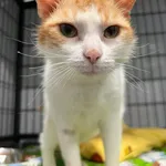 Kot do adopcji, Tychy, 5 marca 2025