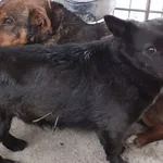 Komiksa to suczka przywieziona w dniu 08.04.2025r mała, ostrożna do obcych,