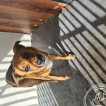 Znaleziono psa, Chełmek, 17 kwietnia 2025