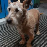 PIES Z INTERWENCJI 16.04.2025