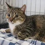 Znaleziono kota, Łódź, 17 kwietnia 2025