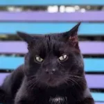 Kot do adopcji, Piła, 1 marca 2025