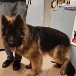 Pies do adopcji, Włocławek, 17 kwietnia 2025