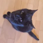 Znaleziono kota, Plichtów, 18 kwietnia 2025