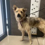 Przyjęty: 2025-04-17 Gmina: Andrychów Płeć: Pies Opis: mieszaniec, płowe