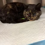 Kot do adopcji, Włocławek, 17 kwietnia 2025