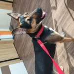 Znaleźliśmy sunie kundelka wygląda jak mniejsza siostra owczarka niemieckiego.  Bardzo łagodna zna podstawowe komendy. Kocha człowieka. Naprawdę nikt jej nie szuka?? Zabezpieczona u nas.