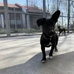 Pies do adopcji, Kraków, 4 kwietnia 2025