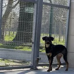 Pies do adopcji, Kraków, 4 kwietnia 2025