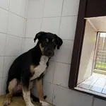 Pies do adopcji, Kraków, 4 kwietnia 2025