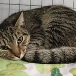 Znaleziono kota, Łódź, 18 kwietnia 2025