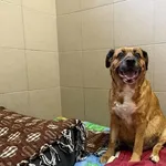 Pies do adopcji, Kraków, 4 kwietnia 2025