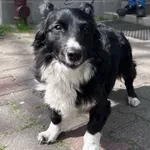 Pies do adopcji, Włocławek, 18 kwietnia 2025