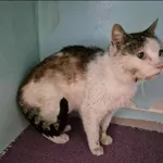 Znaleziono kota, Grudziądz, 19 kwietnia 2025