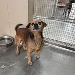 Pies do adopcji, Kraków, 5 kwietnia 2025