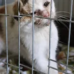 Znaleziono kota, Łódź, 19 kwietnia 2025