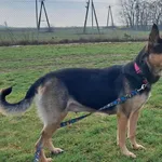 Znaleziono psa, Tatary, 10 grudnia 2024