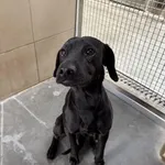 Pies do adopcji, Kraków, 5 kwietnia 2025