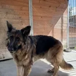 Pies do adopcji, Kraków, 6 kwietnia 2025