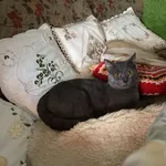 Zaginął kot, Ostrowiec Świętokrzyski, 21 kwietnia 2025