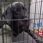 Znaleziono psa, Radom, 13 kwietnia 2025