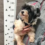 Znaleziono psa, Chełmek, 19 kwietnia 2025