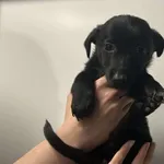 Znaleziono psa, Toruń, 19 kwietnia 2025