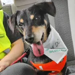 12675/175/23 Ołen - data przyjęcia - 15.08.2023