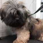 Znaleziono psa, Gdańsk, 18 kwietnia 2025