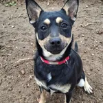 Pies do adopcji, Olsztyn, 4 kwietnia 2025