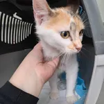 Znaleziono kota, Olsztyn, 18 kwietnia 2025