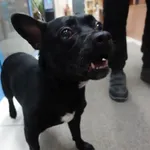 Znaleziono psa, Gdańsk, 19 kwietnia 2025