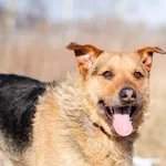 Oddam psa, Gdańsk, 22 kwietnia 2025