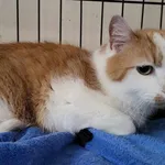 Znaleziono kota, Toruń, 16 kwietnia 2025