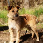 Pies do adopcji, Nowodwór, 21 kwietnia 2025