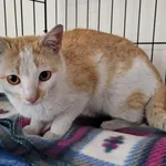 Kocurek poz. 25/153/K