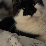 ZAGINĄŁ KOT FRODO- ŁUKĘCIN- DLA ZNALAZCY NAGRODA 1000 zł 