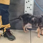 Imię: Przyjęty: 2025-02-26 Płeć: Suka Opis: mieszaniec, tricolor Wiek: ok. 11 lat