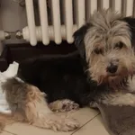 Zaginął pies, Nieporęt, 22 kwietnia 2025