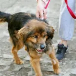 Znaleziono psa, Wałbrzych, 6 kwietnia 2025